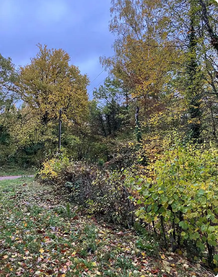 Paysage de forêt avec un chemin en deuxième plan
